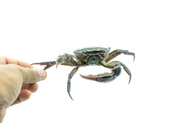 Catching Red field crab
