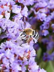 White-banded Digger Bee Amegilla quadrifasciata collecting nectar