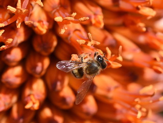 Bee gathering pollen in an aloe plant