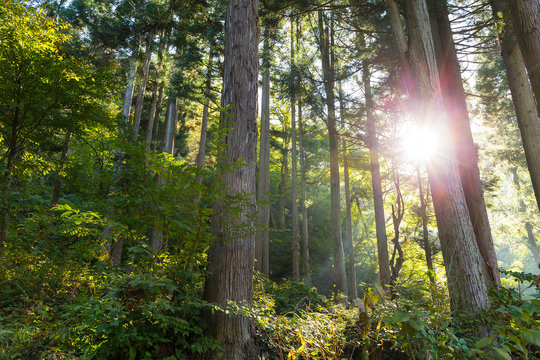 Fototapeta Tropical forest