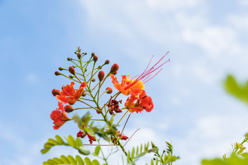 flower Delonix regia