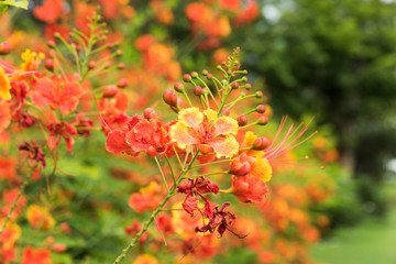 flower Delonix regia