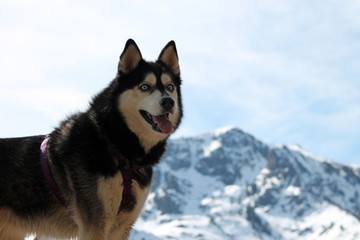 Husky Offset Horizontal/Purebred Siberian Husky with snowy mountains in the back