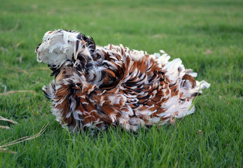 Tolbunt Polish in Grass/Rare Tolbunt Colored frizzle feathered chicken laying in grass