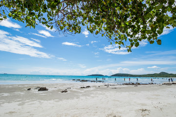Green tree on a white sand beach