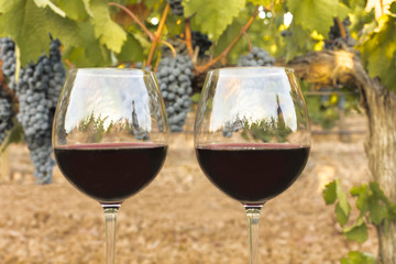Glasses of red wine in vineyard at harvest