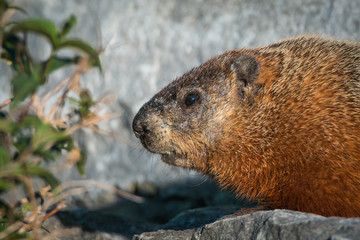 Naklejka na ściany i meble The groundhog - Marmota monax