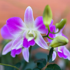 Purple and white orchid.