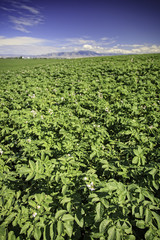Fototapeta na wymiar Idaho Potato Field