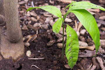 Young plant on nature background
