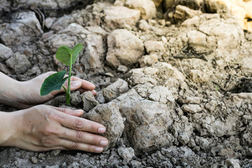 Planting trees for the world concept.