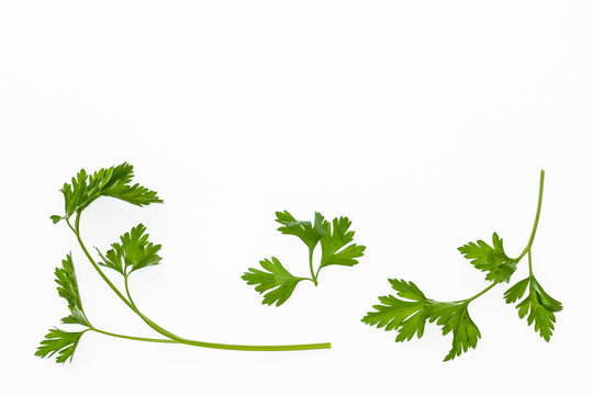flat leaf parsley stalks isolated on white background 