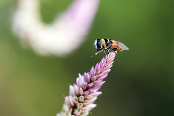 Image of bee perched on flower on nature background. Insect Anim