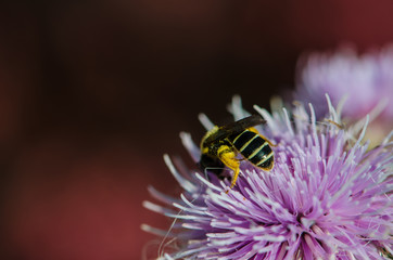 Bee collecting pollen from a wildflower close up