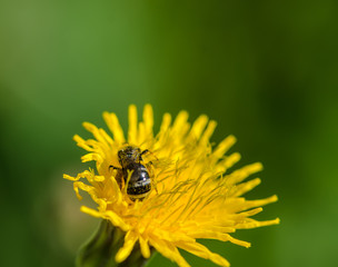 Bee collecting pollen from a wildflower close up