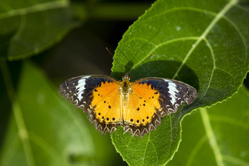 Image of butterfly perched on leaves on nature background. Insec