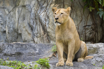 Naklejka na ściany i meble Image of a female lion on nature background. Wild Animals.