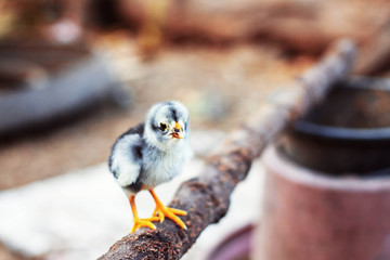 Chicks on a branch.