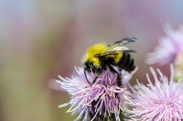 Bee collecting pollen from a wildflower close up