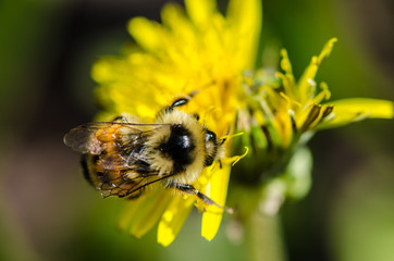 Bee collecting pollen from a wildflower close up