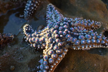 sea star 2012 2