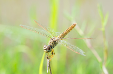 dragonfly in nature