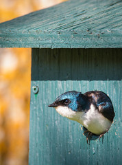 Tree swallow - Tachycineta bicolour male