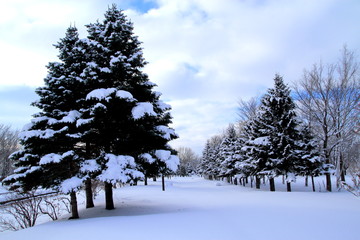 Sapporo winter scenery