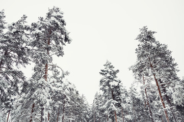 Snow-covered trees in the forest.