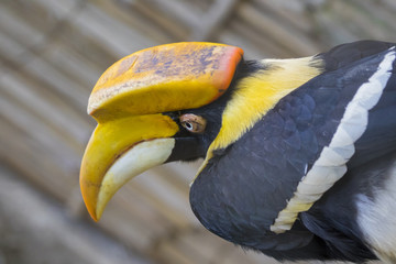 Image of a hornbill on nature background. wild animals.