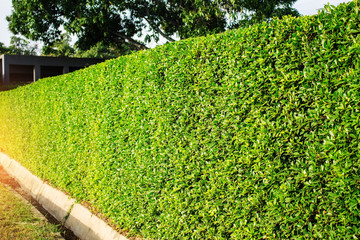 Ornamental in the park.