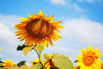 Sunflower on a bright sky.