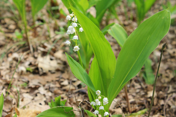 Obraz premium Lily of the valley (convallaria majalis)