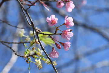 Pink Sakura flower in nature Background.