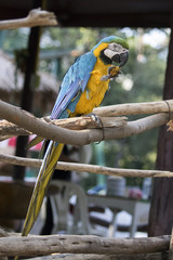 Image of a parrot marcos on nature background in thailand. Wild