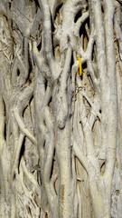 Root on the trunk of tree texture with candle