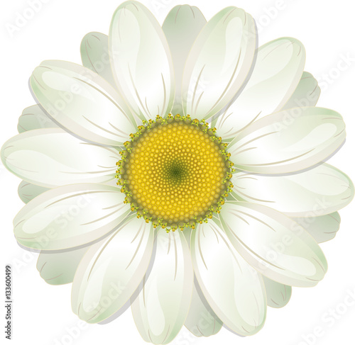 "White Daisy" fichier vectoriel libre de droits sur la banque d'images Fotolia.com - Image 133600499