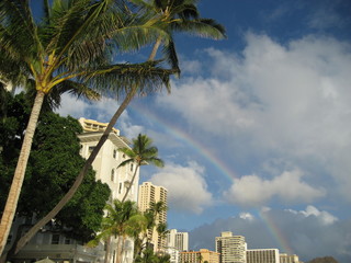 Fototapeta na wymiar Palm tree and rainbow