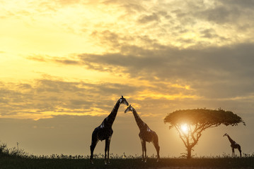 Flock of animals in safari at sunset