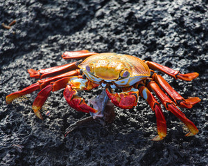 Galapagos Marine Crab on Volcanic Rock