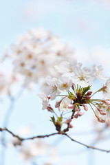 spring tree