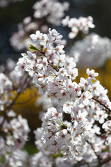 spring tree