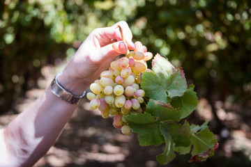 Crimson Grapes picking at Moshav Lachish