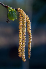 Tender young catkins and leaves of birch on a sunny spring day
