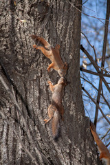 Two kissing squirrel on a tree against the blue sky © Павел Круглов