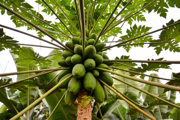 Papaya tree with fruits