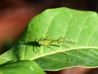 Green grasshopper on a leaf on Madagascar