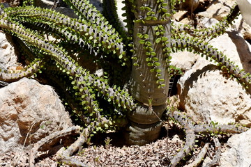 Madagascar ocotillo Alluaudia procera in its natural environment