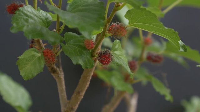 4K : black ripe and red unripe mulberries on the branch, Dolly shot