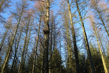 winter forest - tree tops
